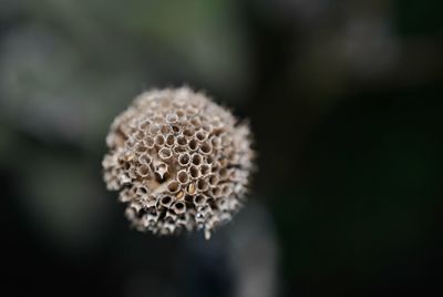 Close-up of mushroom