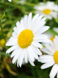 flowering plant