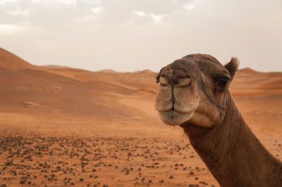 Close-up of camel on sand against sky
