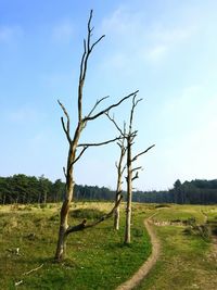 Bare tree on field against sky