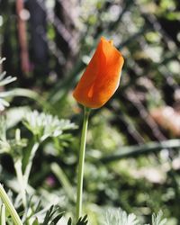 Close-up of orange flower on field