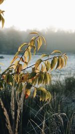 Close-up of yellow flowers on field against sky