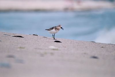 Close-up of seagulls on beach
