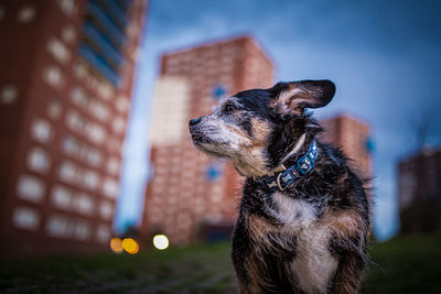 Close-up of dog looking away