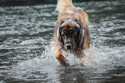 Close-up of dog in water