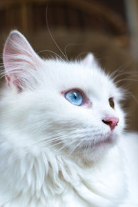 A close up portrait of a young heterochromic or odd-eyed white fur domestic cat