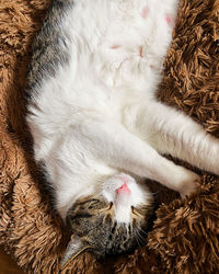 High angle view of cat sleeping