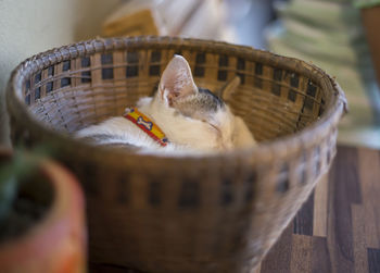 Close-up of a cat in basket