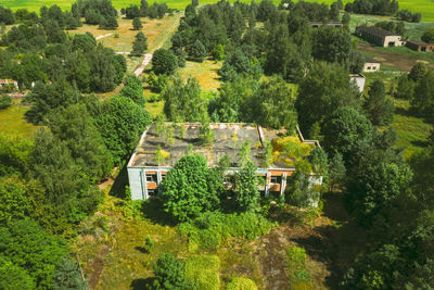 High angle view of trees in forest