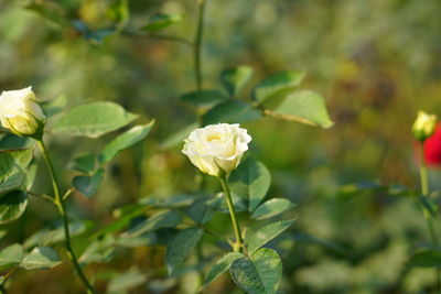 Close-up of white rose