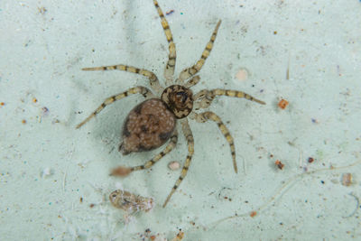 High angle view of spider