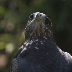 Close-up portrait of owl