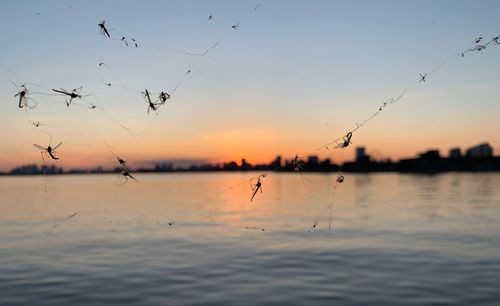 Silhouette birds on lake against sky during sunset