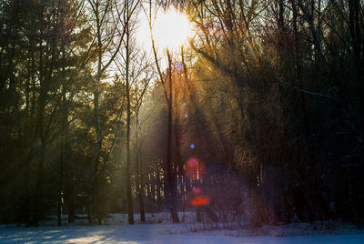 Trees against sky during winter