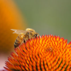 Close-up of bee pollinating on orange flower