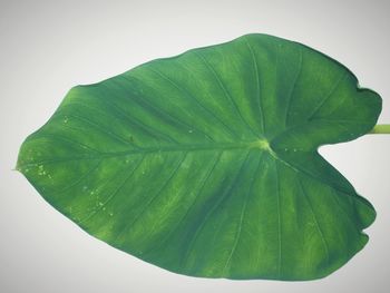 Close-up of wet leaf against white background