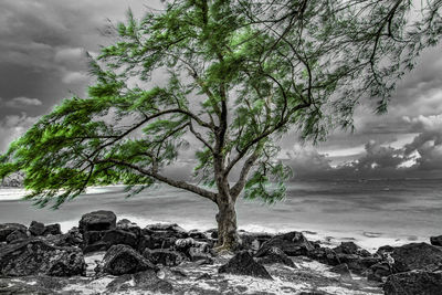 Trees by sea against sky