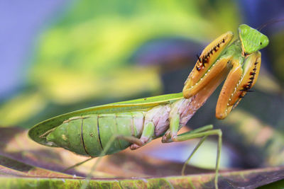 Close-up of insect on leaf