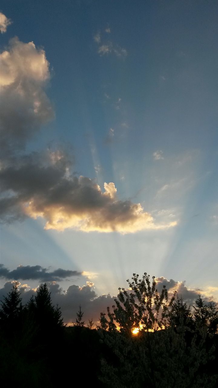 silhouette, tree, sky, sunset, beauty in nature, scenics, tranquility, tranquil scene, cloud - sky, low angle view, nature, sun, sunlight, cloud, idyllic, sunbeam, growth, outdoors, no people, cloudy