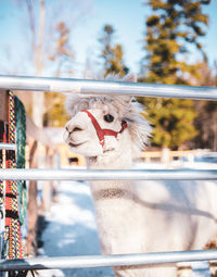 Close-up portrait of alpaca in ranch