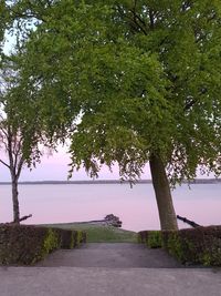 Trees on landscape against sky