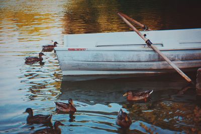 View of ducks swimming on lake