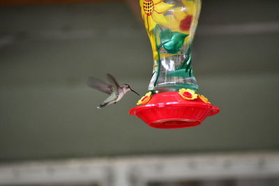 Close-up of bird flying