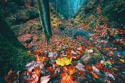 High angle view of trees in forest during autumn