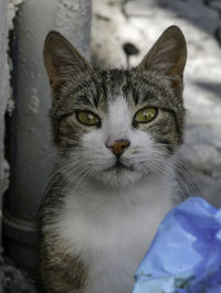 Close-up portrait of cat