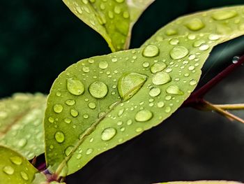 Close-up of wet plant leaves