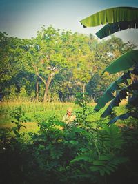 Plants growing on tree