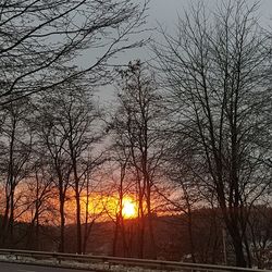 Bare trees on field against sky during sunset