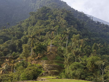 Scenic view of forest against sky