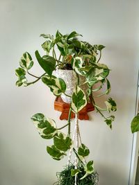 Close-up of potted plant against wall at home