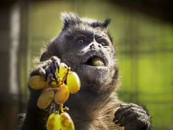Portrait of monkey eating fruit in zoo