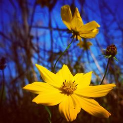 Close-up of yellow flowering plant