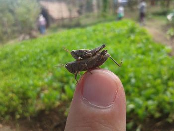 Close-up of cropped hand