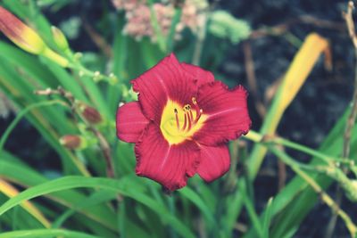 Close-up of red flower