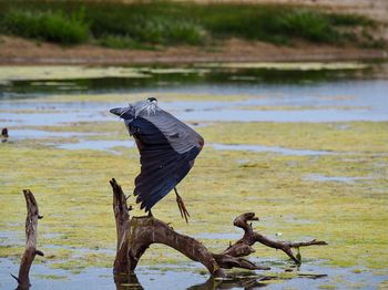 Bird perching on driftwood against lake