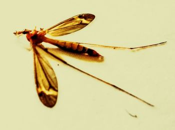 Close-up of insect over white background