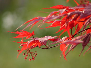 Close-up of red maple leaves on plant