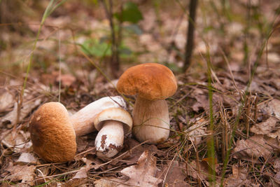 Close-up of mushroom growing on field