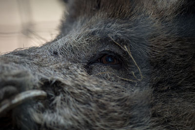 Close-up of a cat