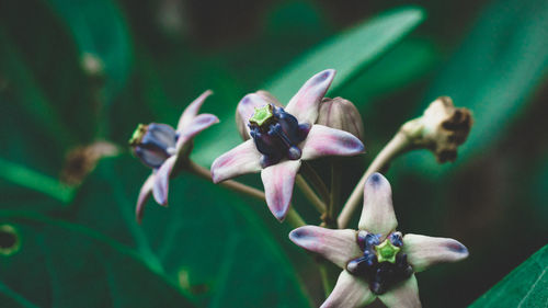 Close-up of flower on plant