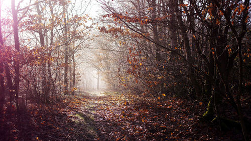 Trees in forest during autumn