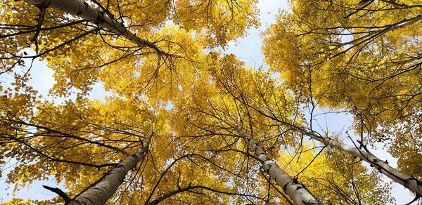 Low angle view of autumnal trees against sky