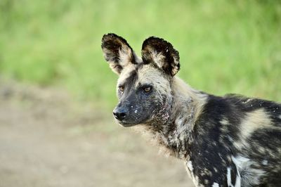 Wild dog, kruger national park, south africa