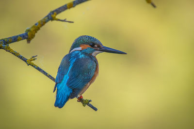 kingfisher