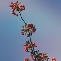 Low angle view of pink flowers blooming against clear sky