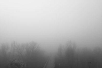 Trees in foggy weather